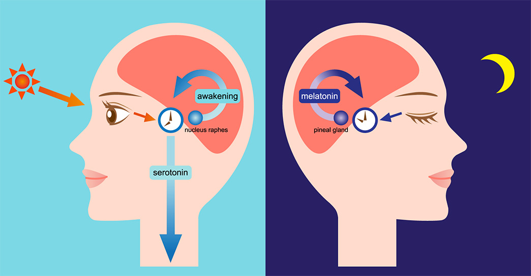 graphic of two heads showing differences between melatonin and awakeness with seratonin